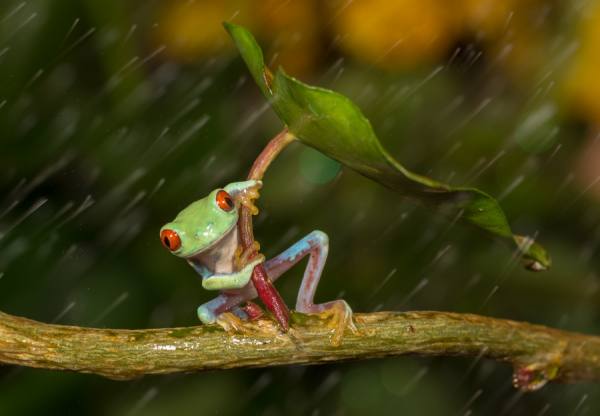 Photograph Kutub Uddin Oh No It Is Raining on One Eyeland